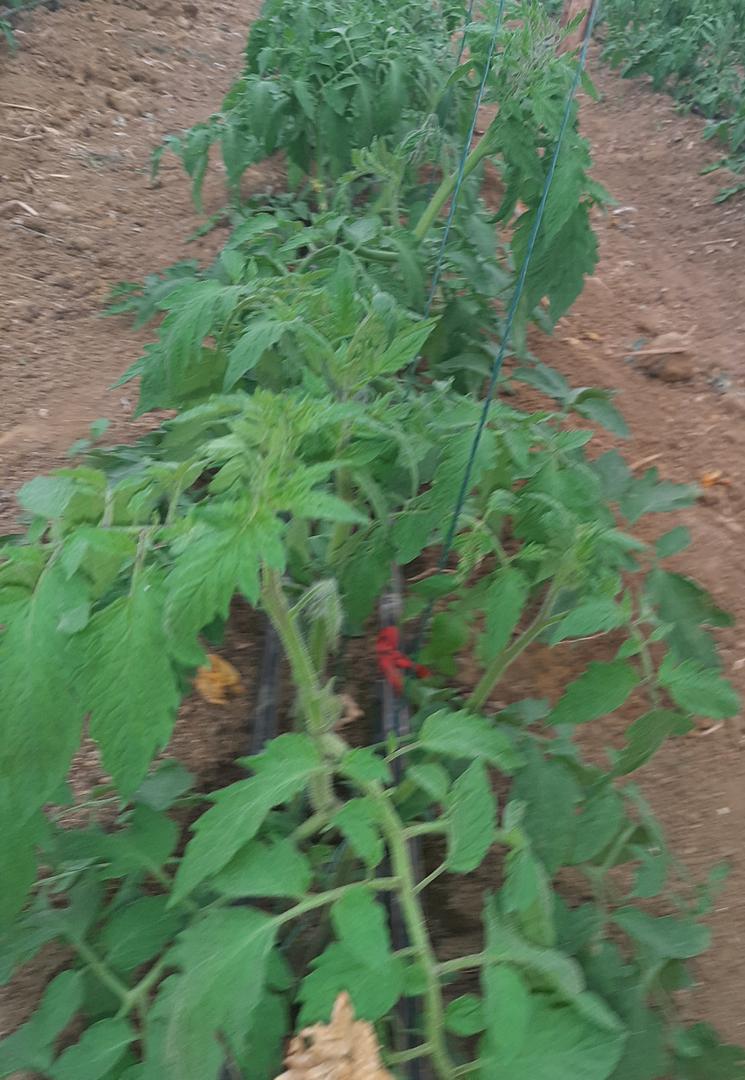 Tomate De Invernadero