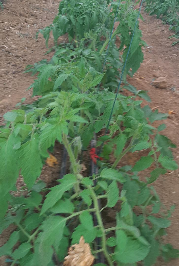 Tomate De Invernadero