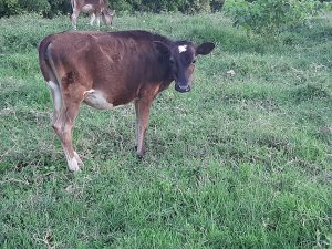 Terneras Jersey Por Pardo De 5 Meses