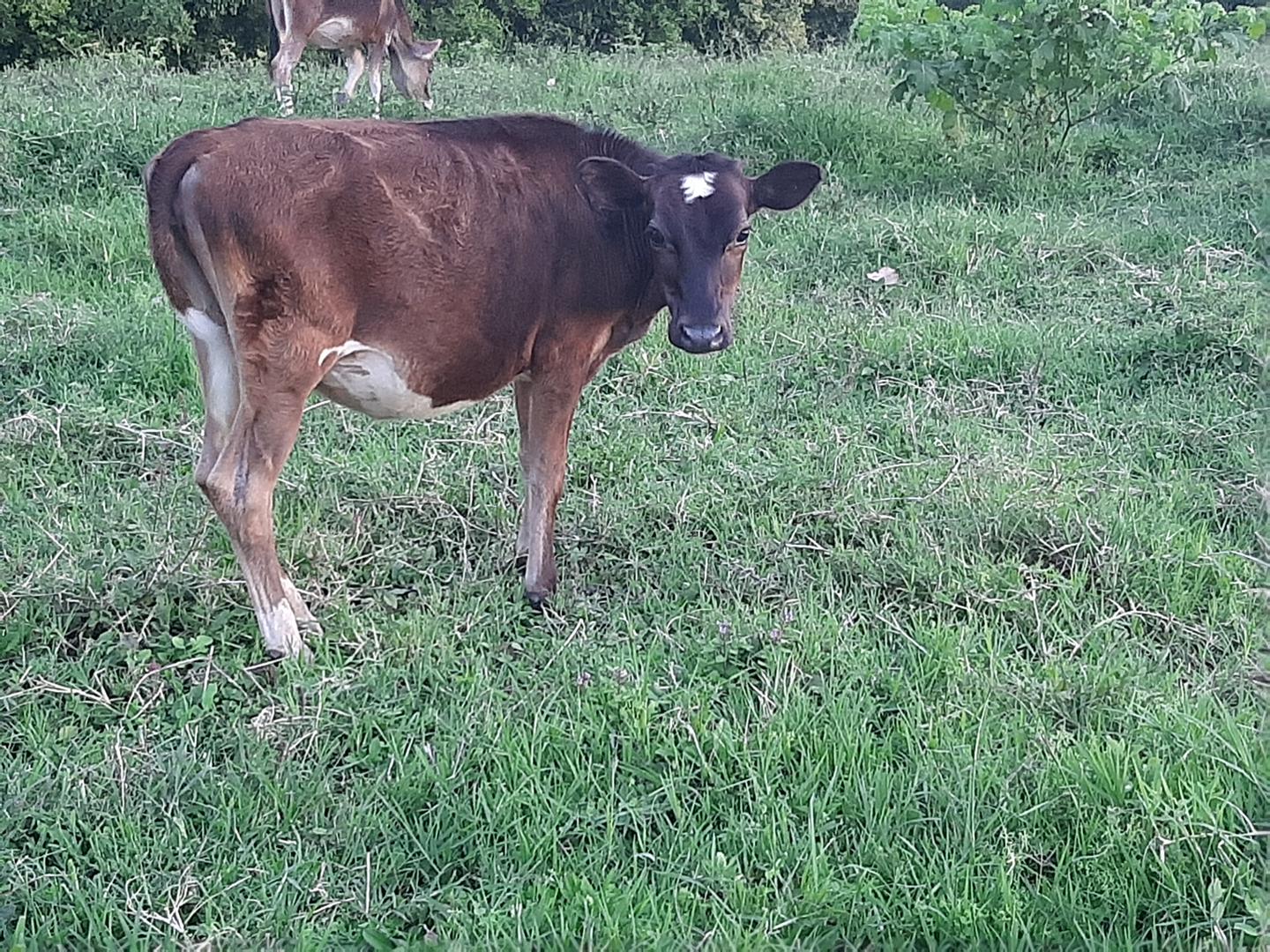 Terneras Jersey Por Pardo De 5 Meses