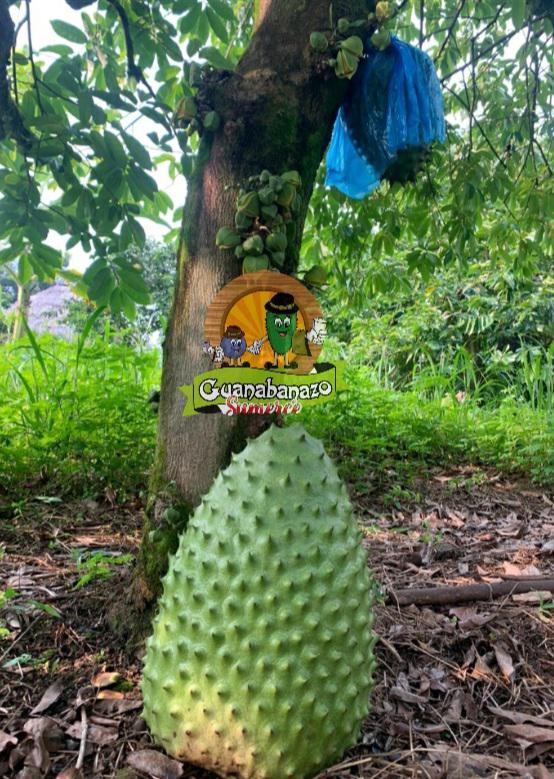 Guanabana Y Arandanos