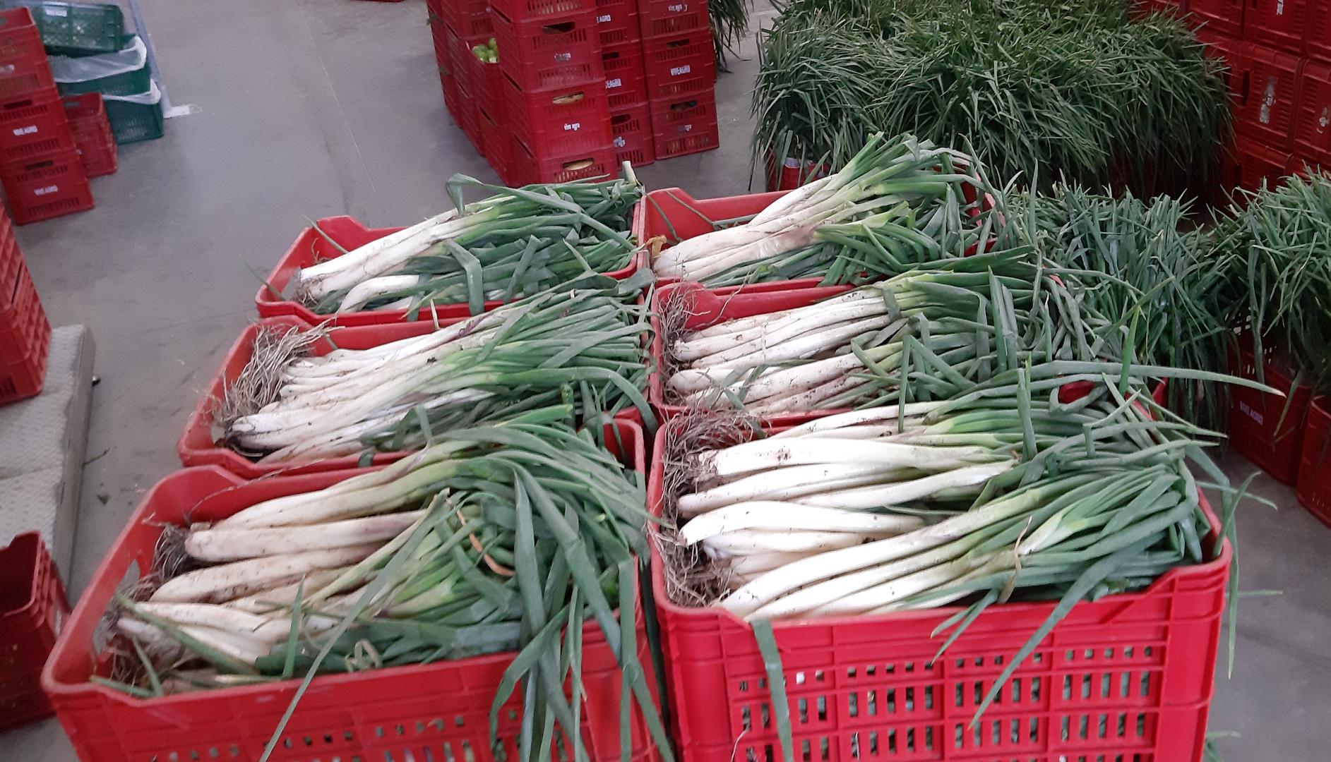 Cebolla Larga Aquitania