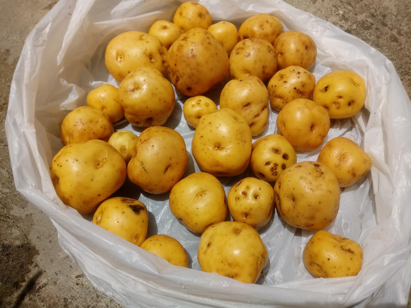Venta De Papa Criolla