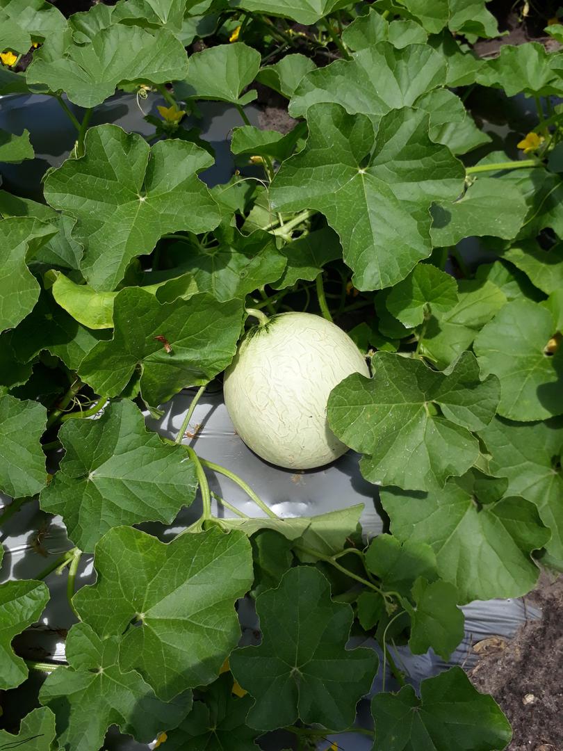 Melon Cantaloupe