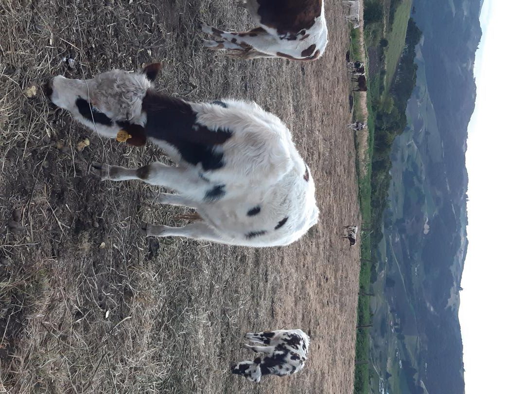 Papa Pastusa Y Superior