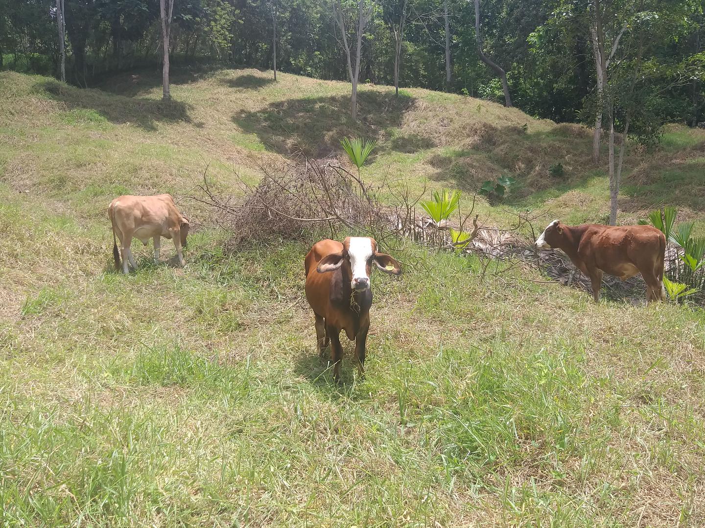 Novillos De 300 Kilos