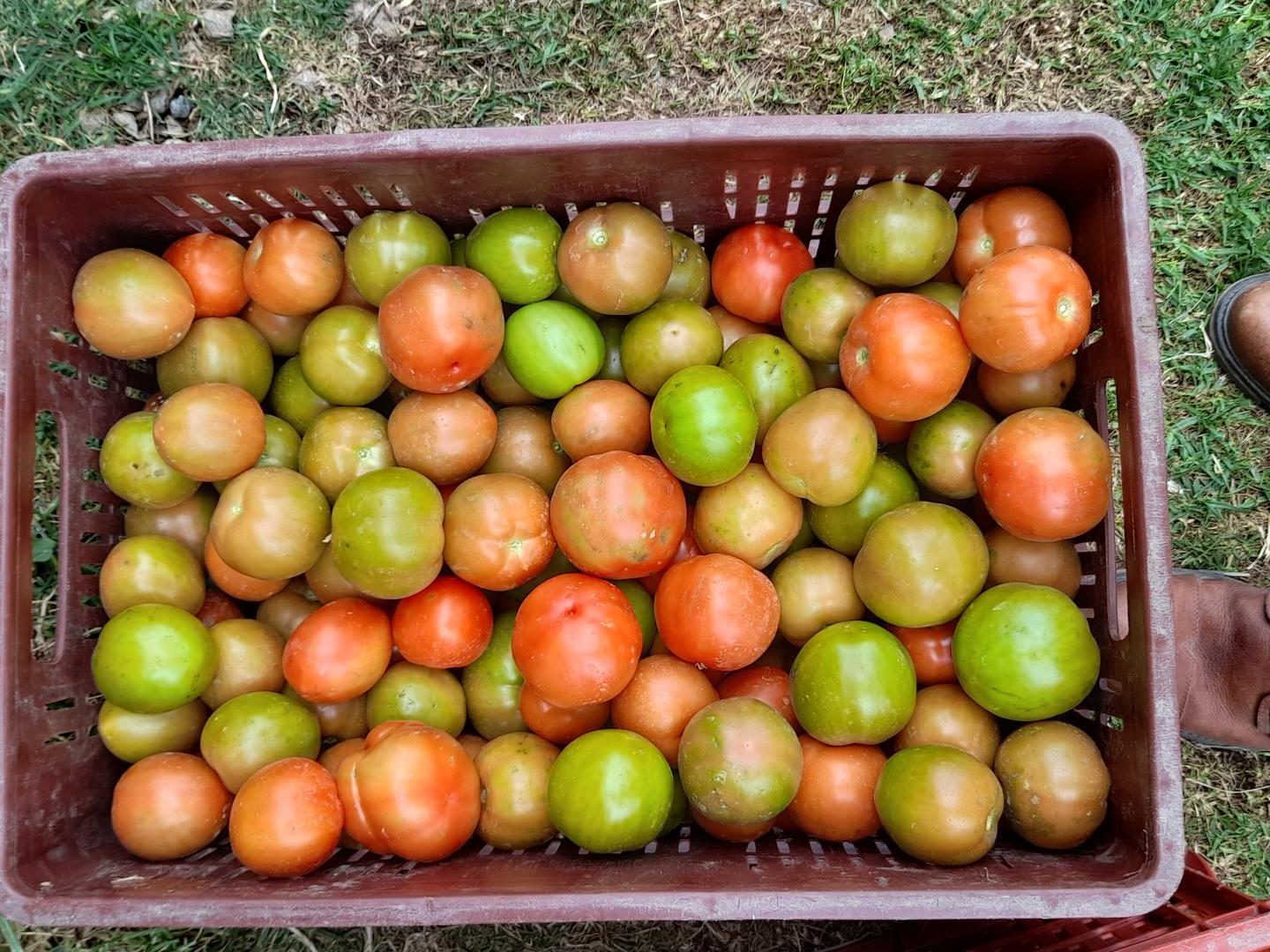 Tomate Chonto