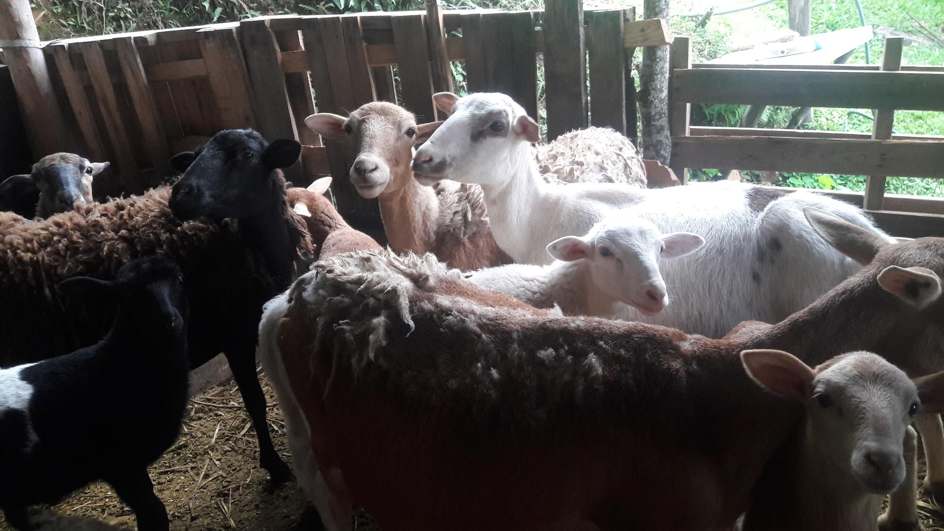 Ovino Macho De 40 Kilogramos