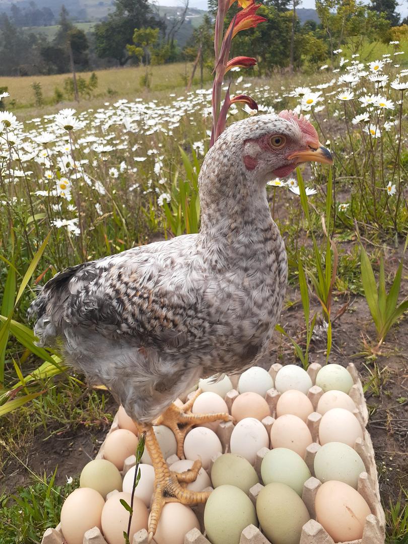 Huevo Organico De Gallinas Felices Libre De Agentes Contaminantes