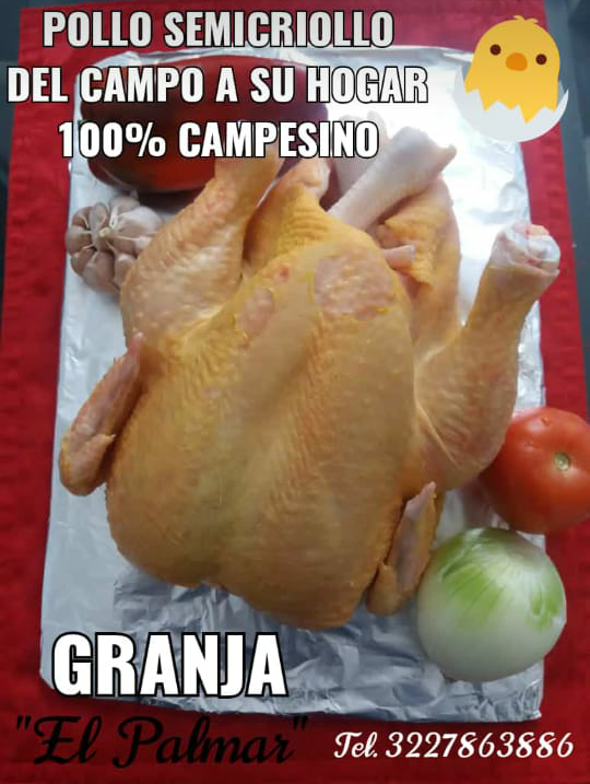 Pollo Semicriollo