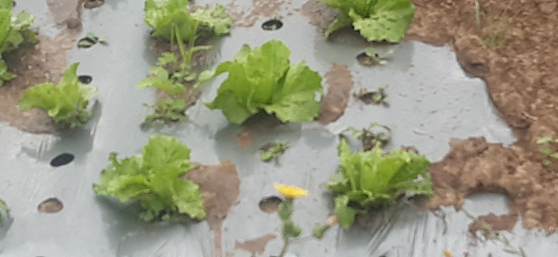 Lechuga Batavia