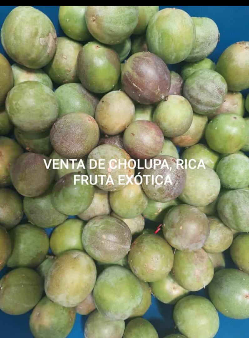 Cholupa Del Llano