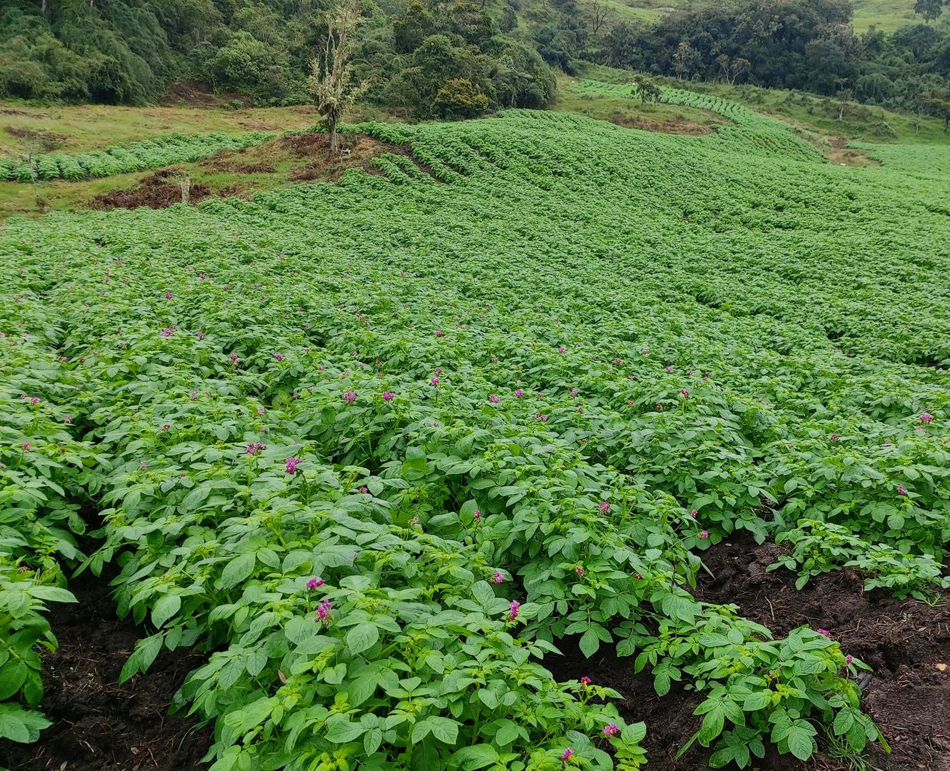 Papa Criolla Lavada