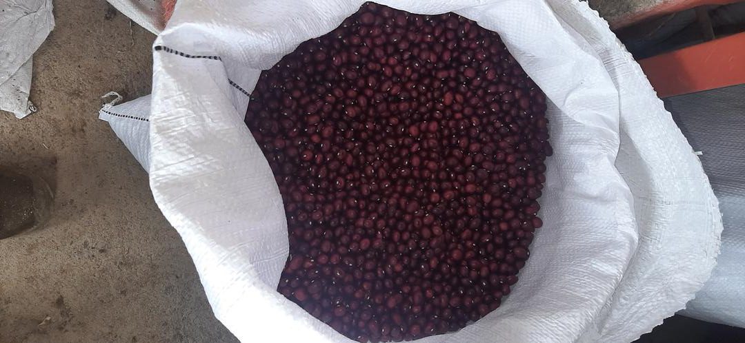 Frijol Bolaroja