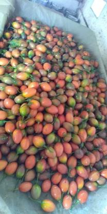 Tomate De Arbol