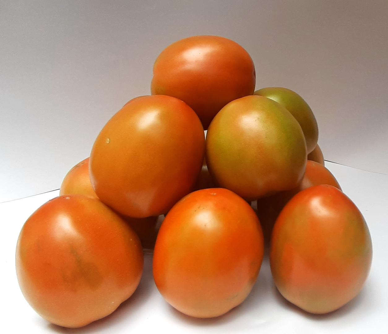 Tomate Chonto Organico