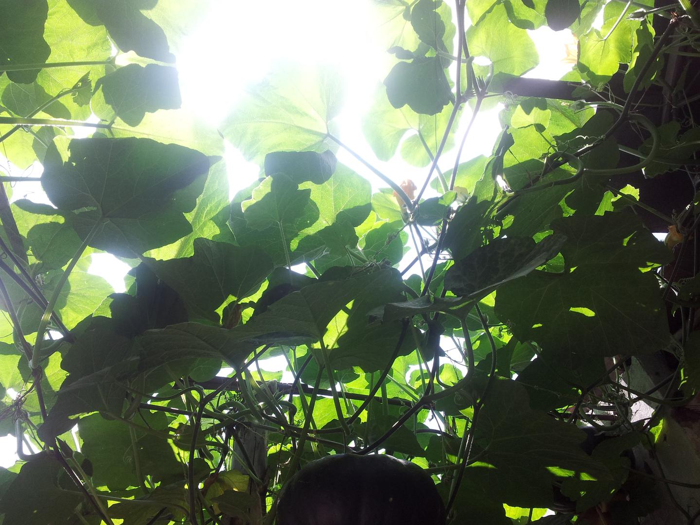 Zapallo Verde