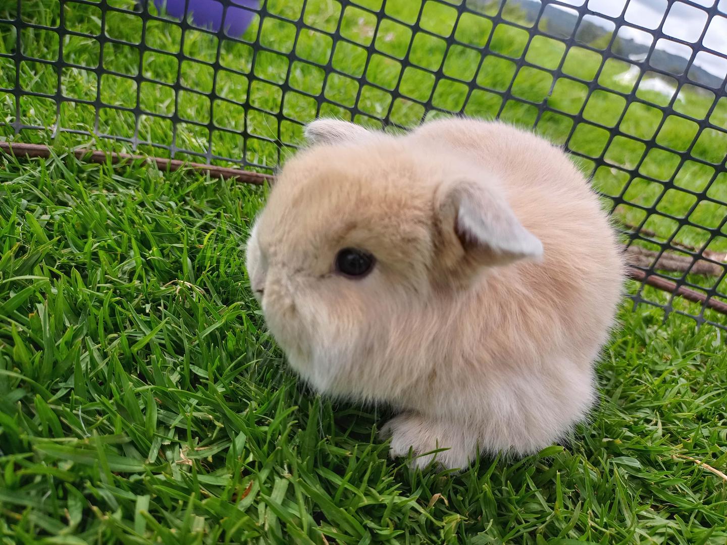 Conejos De Mascota