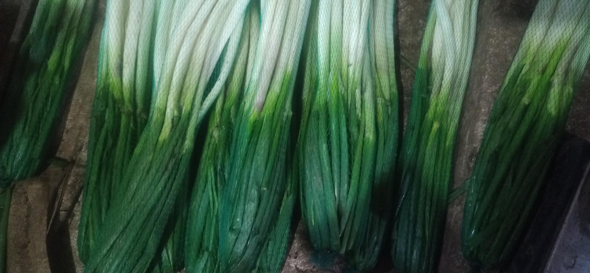 Cebolla Larga