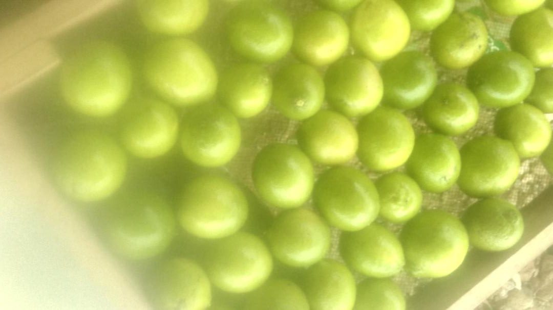 Limon Tahiti