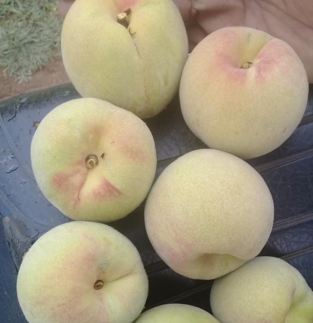 Durazno Jarillo