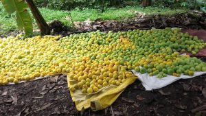Guayaba Araza