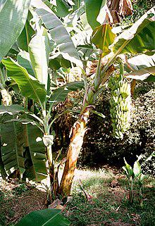 Platano