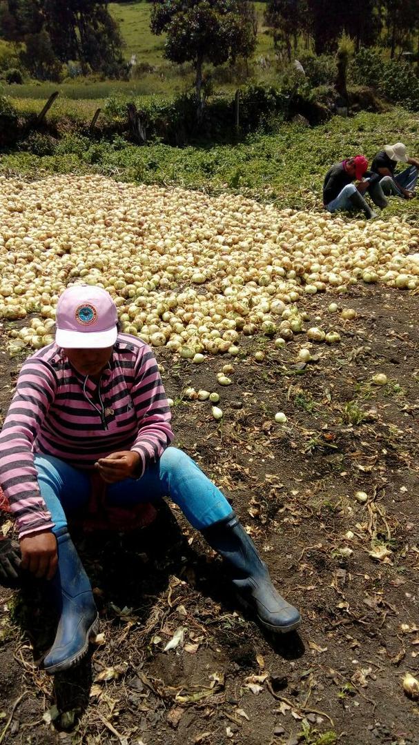 Cebolla