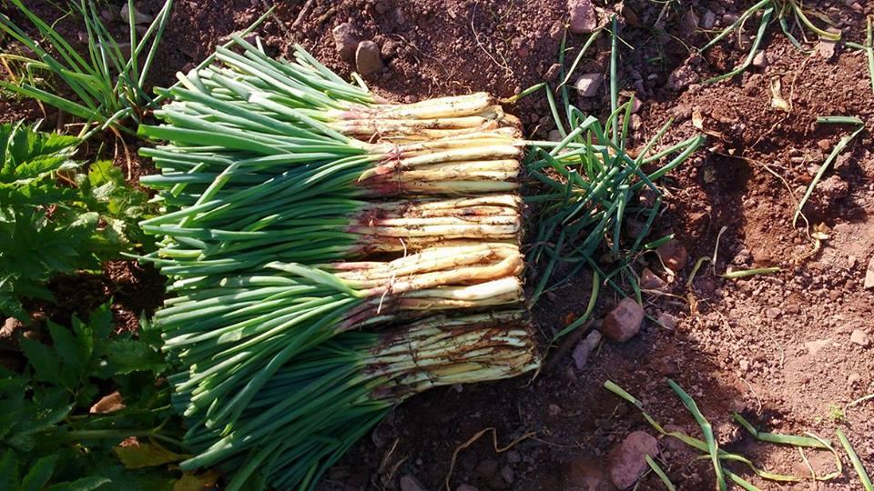 Cebolla Larga