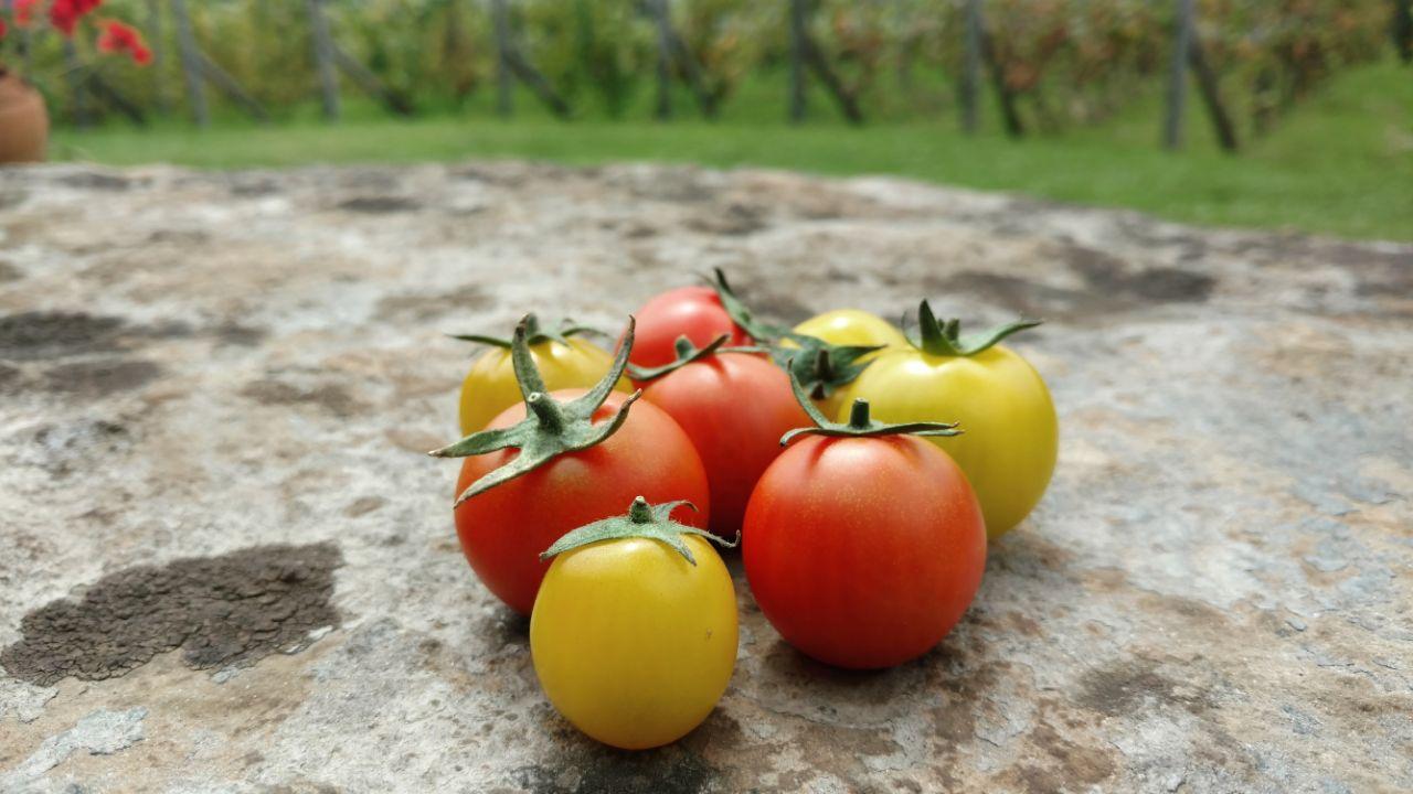 Tomate Cherry