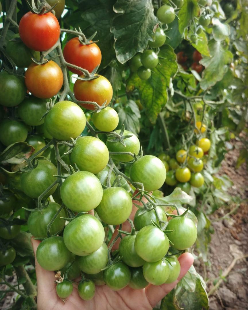 Tomate Cherry — foto 3 de 3