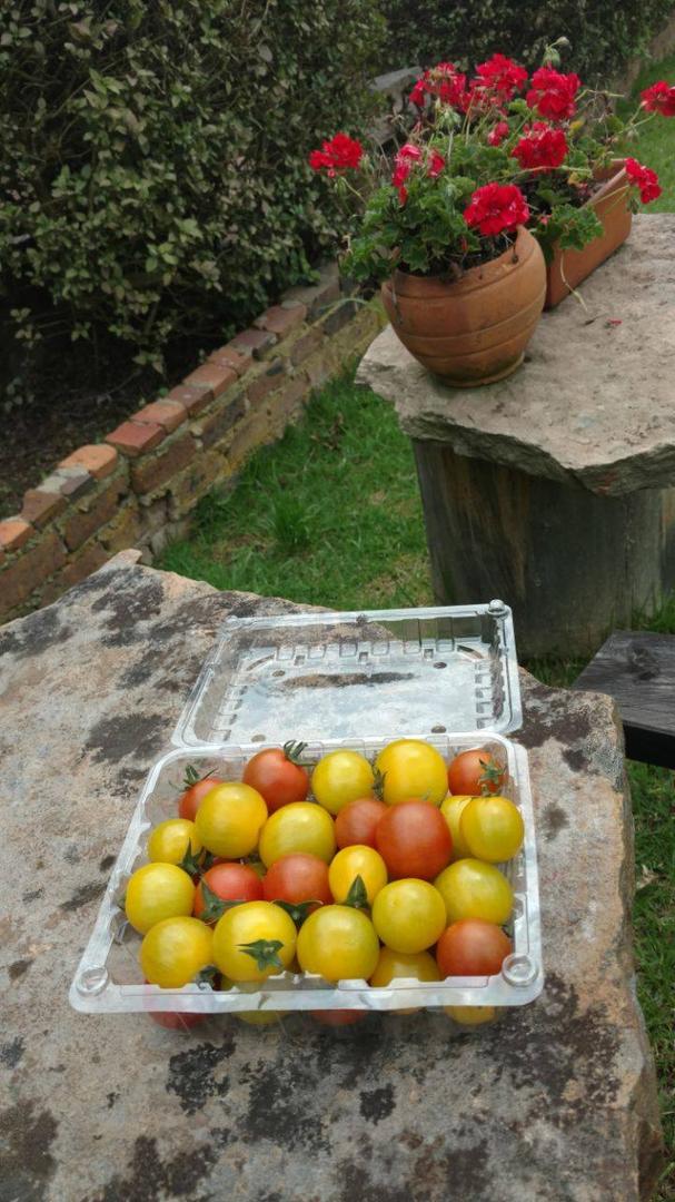 Tomate Cherry — foto 2 de 3