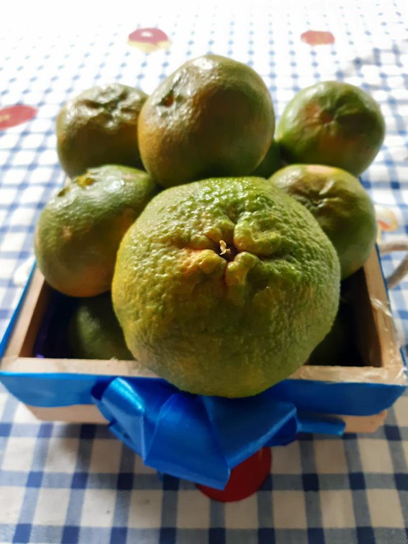 Mandarina Variedad Comun De Excelente Calidad Canastilla De 20 Kg