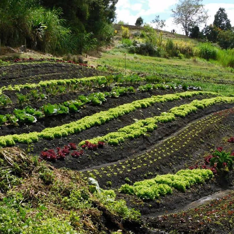 Hortalizas Organicas X Kg