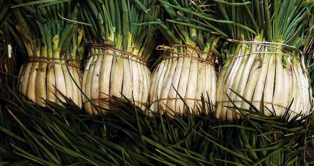 Cebolla Larga