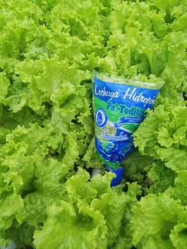 Lechuga Verde Crespa Hidroponica