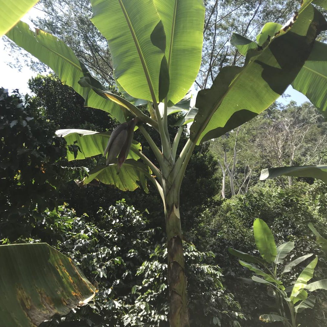Platano Harton