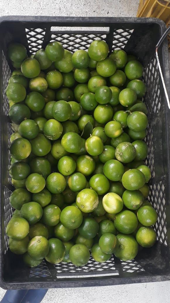 Limon Tahiti Super Jugoso De Primera Calidad En Presentacion Por Canastilla De 25 Kilogramos