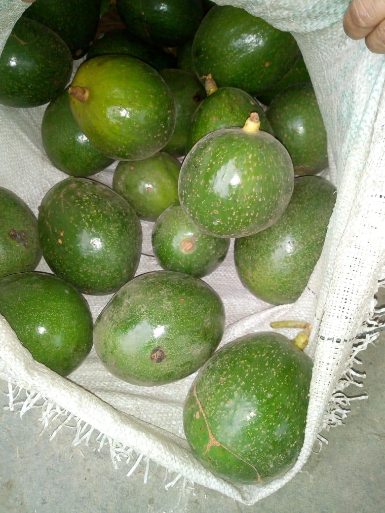 Aguacate Variedades Choquette Lorena Y Hass De Primera Calidad Por Kilos