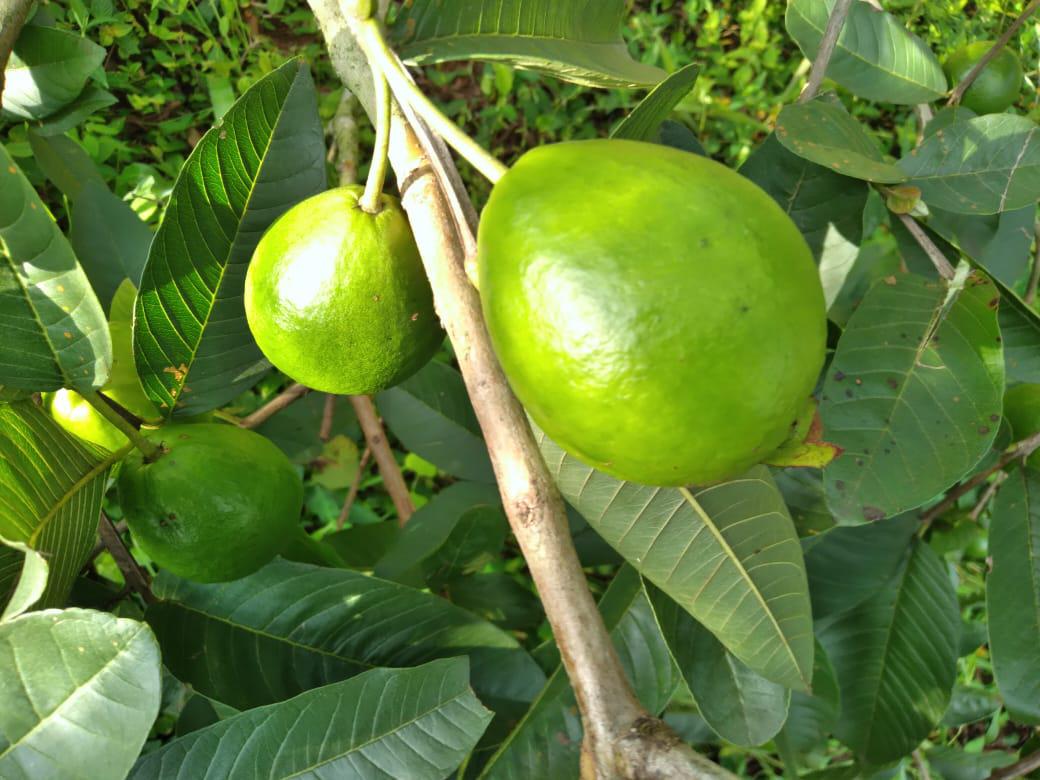 Guayaba