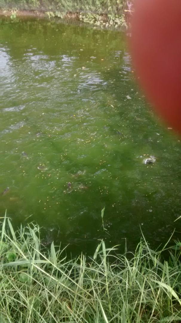 Tilapia Plateada