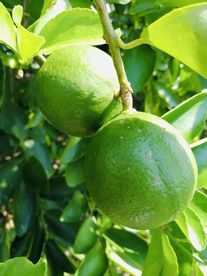 Limon Tahiti Organico