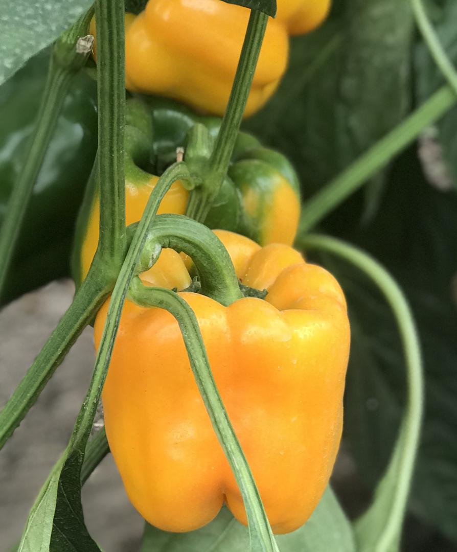 Pimenton Amarillo Favolor Tipo Lamuyo