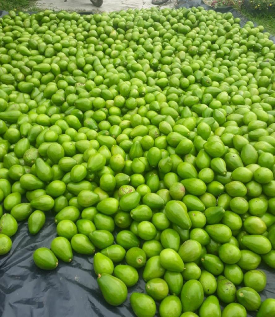 Aguacate Lorena O Papelillo
