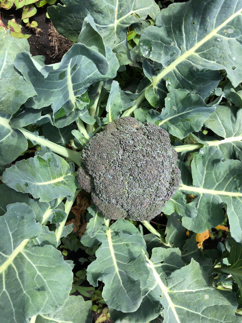 Brocoli Organico