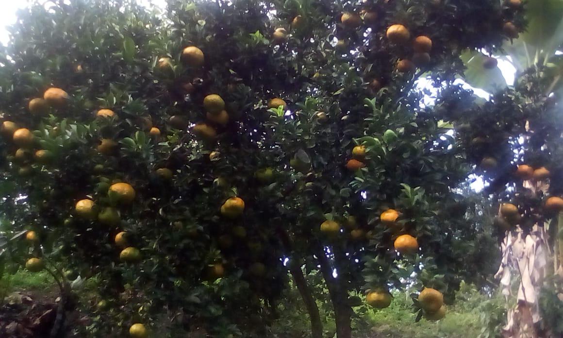 Mandarina Dulce Y Jugosa Variedad Arrayana En Presentacion De Canastilla Por 22 Kg