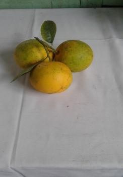 Naranja Dulce Y Jugosa Variedad Comun En Presentacion Por Canastilla De 25 Kg