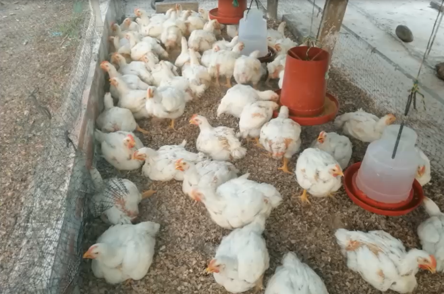 Pollo Semicriollo X Kilo