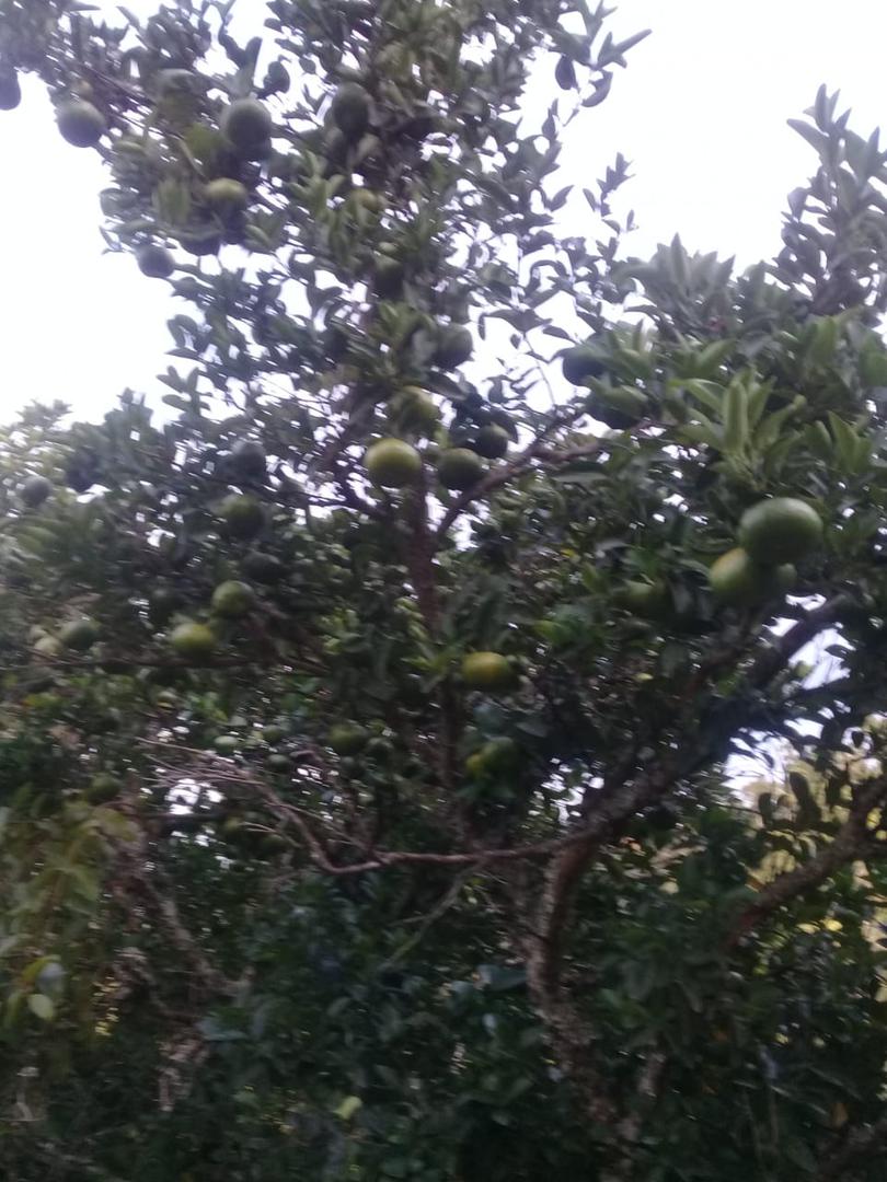 Mandarina Dulce Y Jugosa Variedad Arrayana Canastilla Por 22 Kg