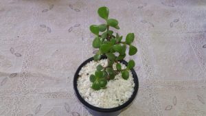 Plantas Ornamentales Variedad Suculentas